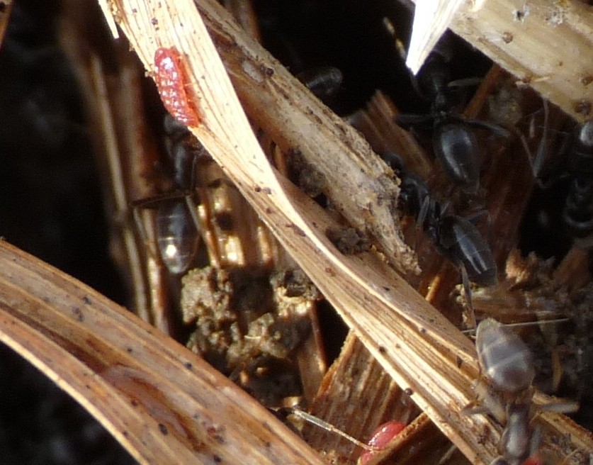 Tapinoma sp. (Formicidae) con ospiti (Coccidi)